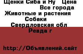 Щенки Сиба и Ну › Цена ­ 35000-85000 - Все города Животные и растения » Собаки   . Свердловская обл.,Ревда г.